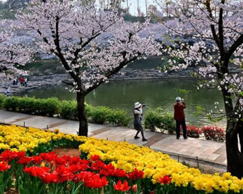 长沙植物园:樱花节推出夜间浪漫赏樱 中国旅游网